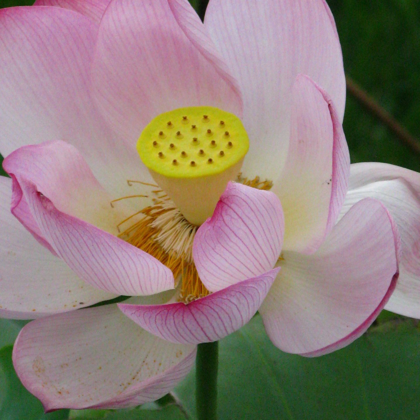 lotus acupuncture